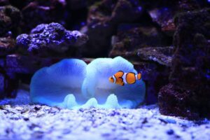 clownfish, unterwasser, meer, nature, fisch, wasser, ocean, schwimmen, vielfalt