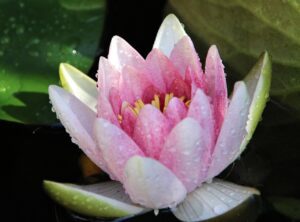 seerose, rosa, schwimmen